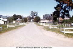 Hyancith-St-Ave-of-Honour-source-Jill-Kerr