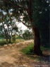 Sheep in Long Gully Road