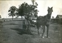 Horse and cart at 'Fairview'