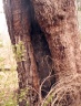Marked Tree used by gold miners