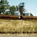 Loading Wheat at Railway Station
