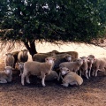 Sheep under tree, Earlston. 1990s