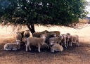 Sheep Pen Creek Collection