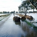 Graeme Huckers hay flooded over two fences