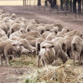 Feeding sheep during drought 2007 Upotipotpon 
