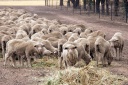 Feeding sheep during drought 2007 Upotipotpon 