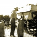George Wall bagging grain, Gowangardie, pre 1950s