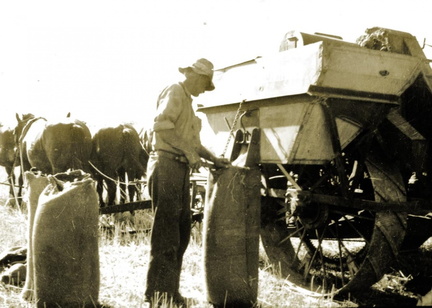 George Wall bagging grain, Gowangardie, pre 1950s