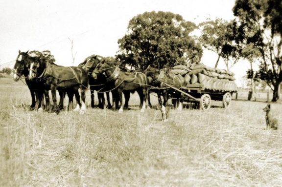 Horses and Cart Caniambo 1920s