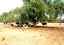Cattle waiting for a feed, Upotipotpon, 2000s