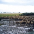 Hail storm while working with sheep, Tamleugh