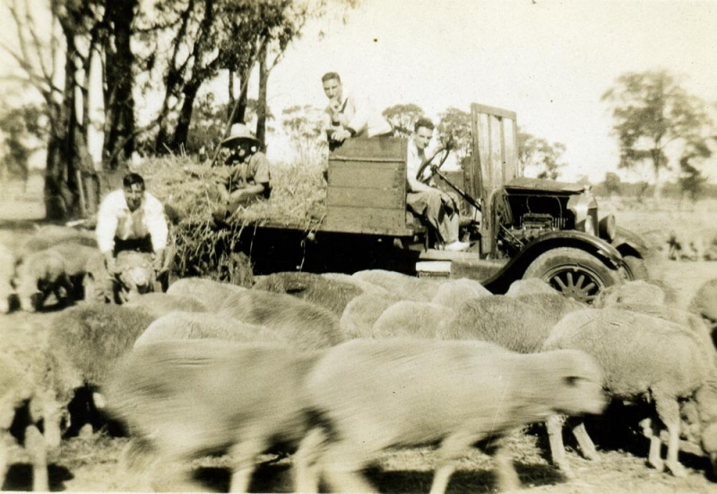 Feeding sheep in modified truck, Earlston. 1920's -30's 