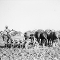 Arnold King ploughing at Nalinga Road property.  February 1946