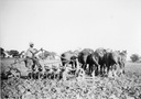 Arnold King ploughing at Nalinga Road property.  February 1946
