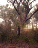 Blazed tree VT Tip