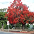 WWI Avenue of Honour - Cowslip Street, Illawarra Flame Trees
