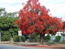 WWI Avenue of Honour - Cowslip Street, Illawarra Flame Trees