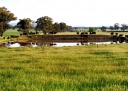 Cattle near dam, Campbell Farms, Earlston.