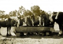 Horse Team, Earlston 1930s