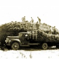 Building a haystack, Caniambo 1930s