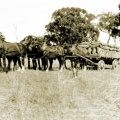 Horses and Cart Caniambo 1920s