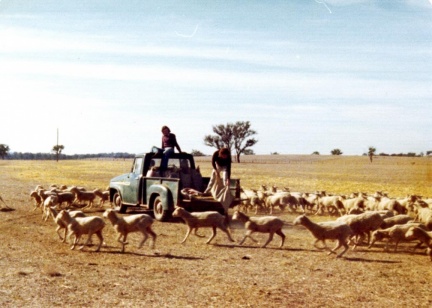 Feeding sheep from bags, Gowangardie, 1970s
