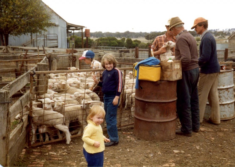 Lamb-marking-at-Lynfielf,-David,-Roslyn,-and-Susan-Metzke,-Jeff,-Jack-and-Gavin-Wall-Metzke-colle.jpg