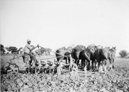 Arnold King ploughing at Nalinga Road property.  February 1946